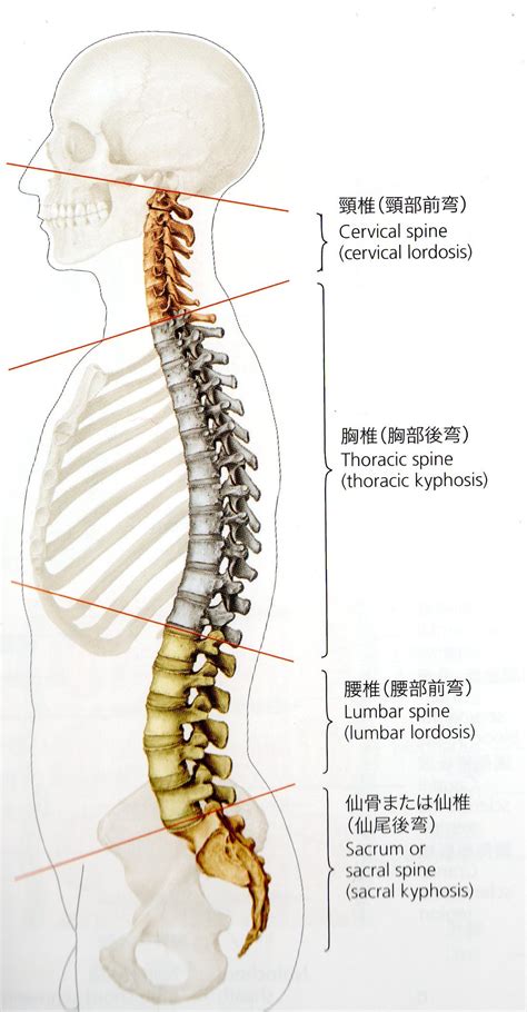 腰椎 英語